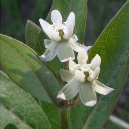 Low Milkweed