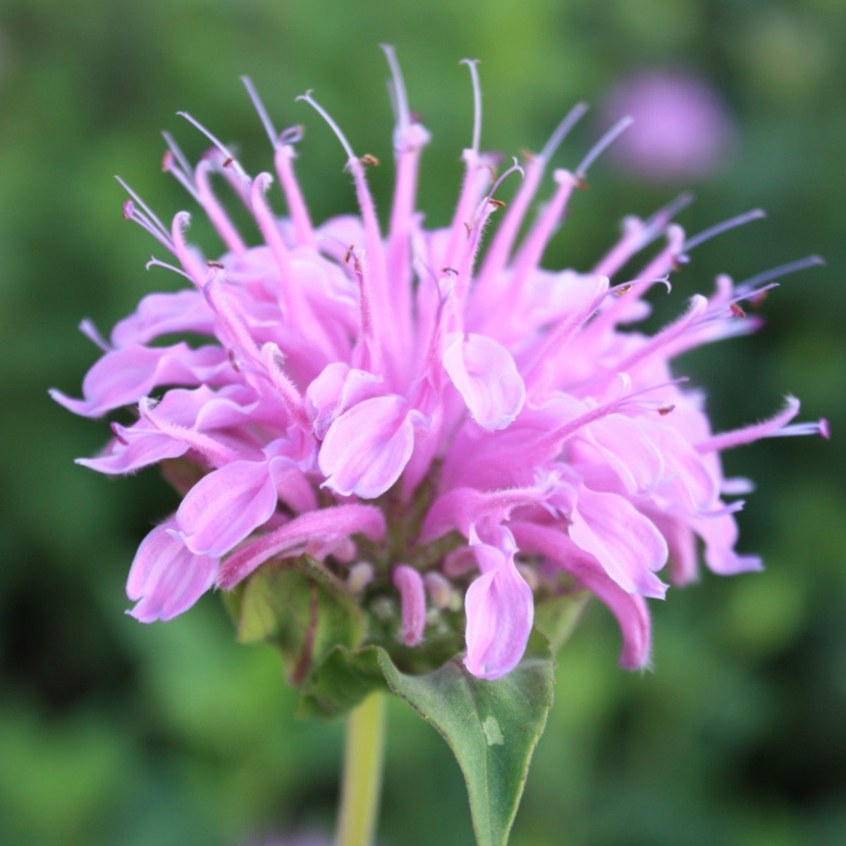 Bergamot