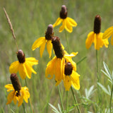 Prairie Coneflower