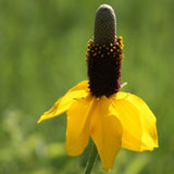 Prairie Coneflower