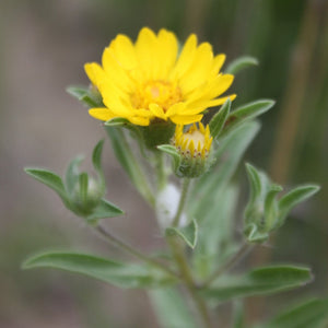 Hairy Golden Aster