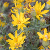 Hairy Golden Aster