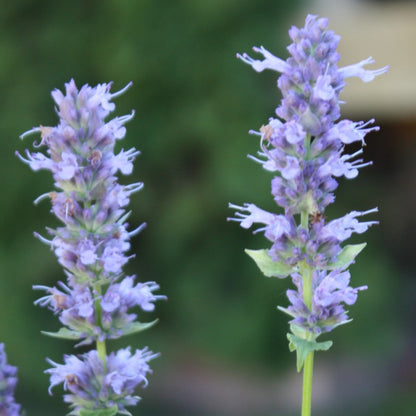 Giant Hyssop