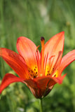 Western Red Lily