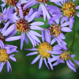 Lindley's Aster