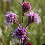 Meadow Blazingstar