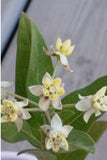 Dwarf Milkweed