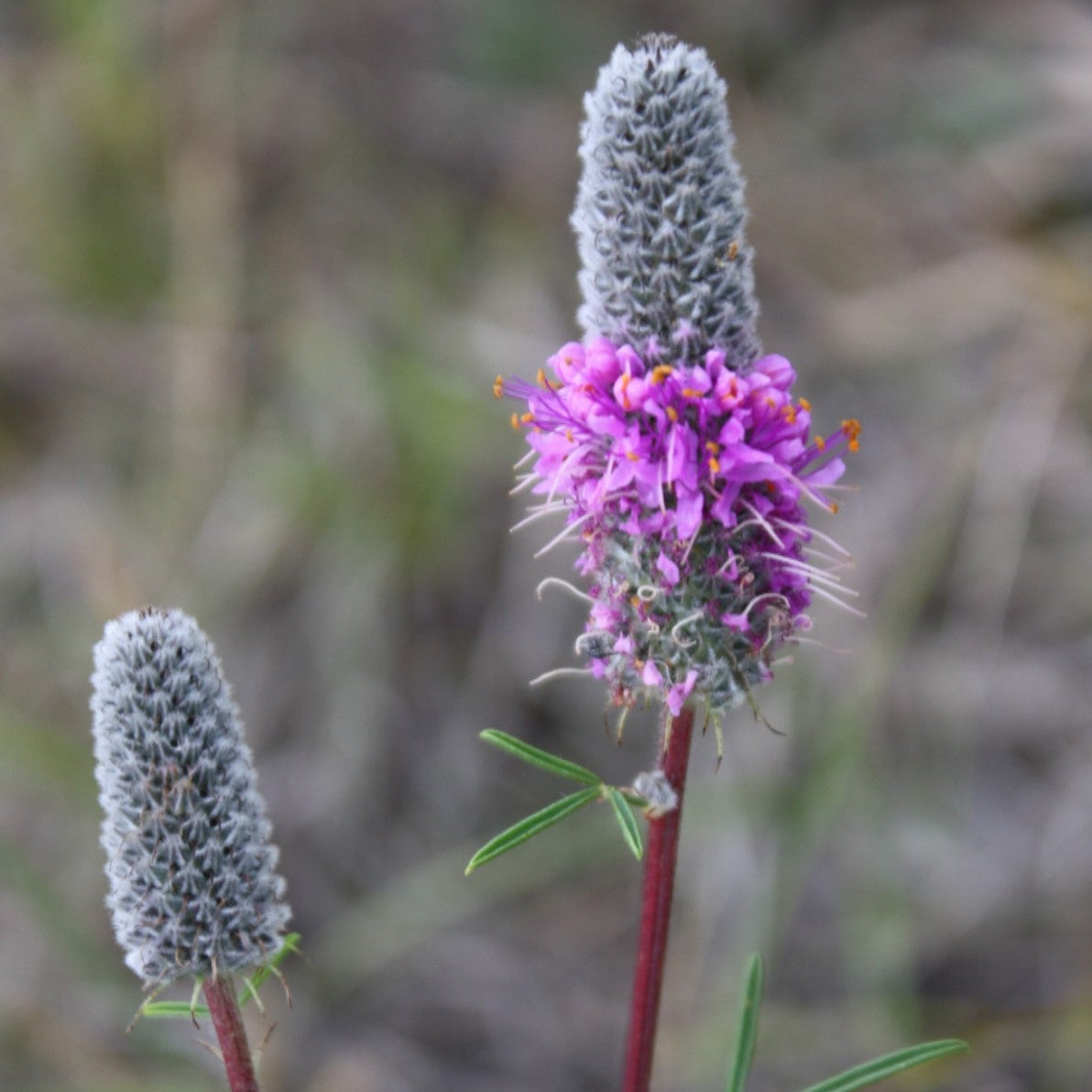 Purple Prairie Clover