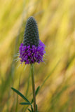 Purple Prairie Clover