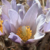 Prairie crocus