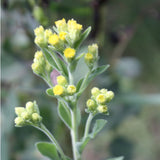 Stiff Goldenrod