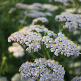 Yarrow